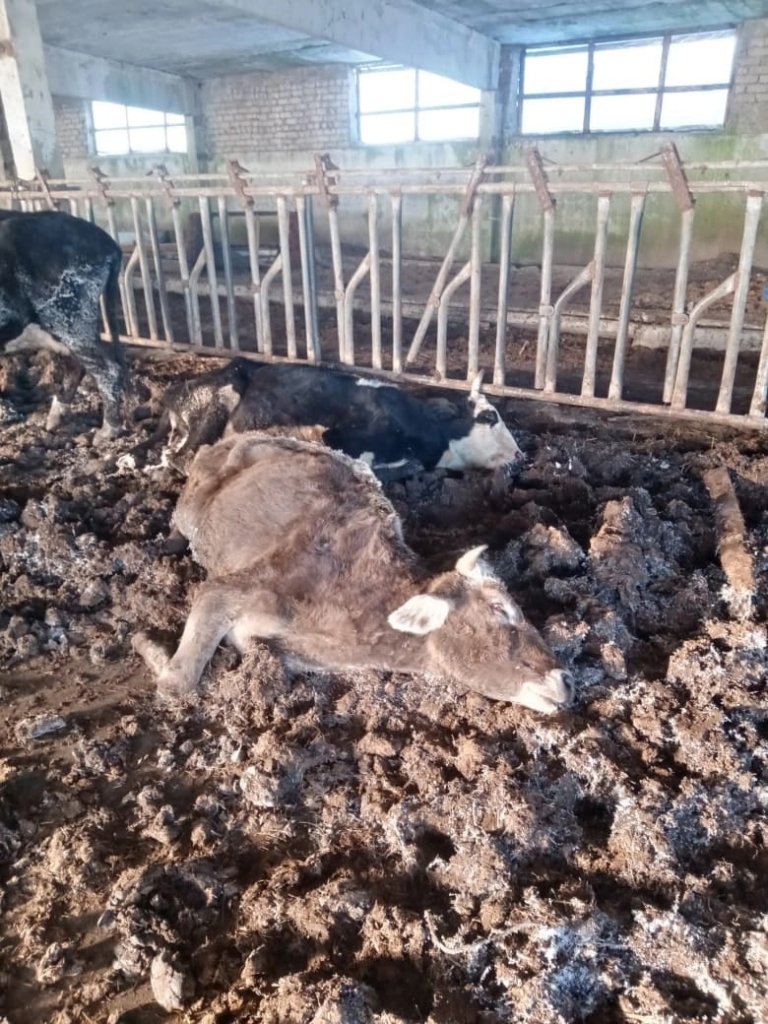 Шокирующее видео с фермы в Ивановской области, где гибнут коровы без еды и ухода