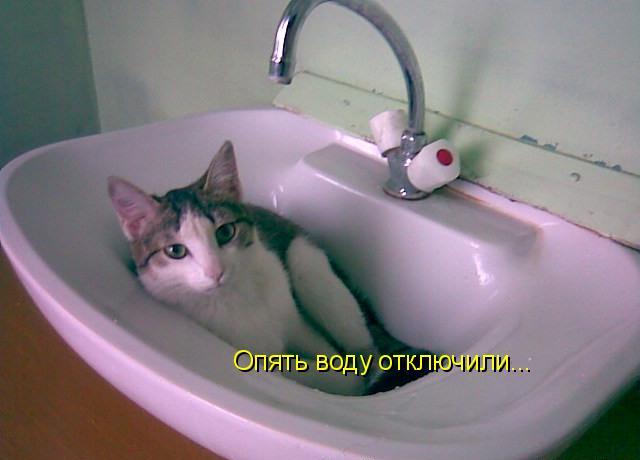 Отключение воды апрель. Котики и сантехника. Мыться в раковине. Кот водопроводчик. Кот сантехник.