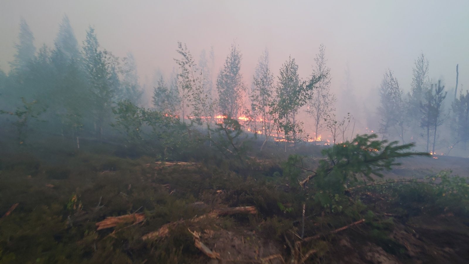 Лес горит. Пожары в лесах. Смог от лесных пожаров. Лесной пожар в Южском районе.
