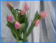 ></p><p class=c_tn></p><p class=c_tn></p><p class=c_tn>Цветы. Одно из самых удивительных творений природы. Нежные и капризные словно женщины. Требующие непрестанного внимания и заботы словно  дети.  Разведение цветов – дело не из легких. Цветы крайне капризные создания и это главная причина, которая удерживает предпринимателей от красивого и одновременно рискованного  цветочного бизнеса. Но риск есть в любом деле. Это отлично знали руководители  ивановских совхозов, делая ставку на цветы. Однако отнюдь не это  заставило аграриев от них отказаться. Но обо всем по порядку.</p><p class=c_tn>Почти двенадцать лет совхоз «Тепличный» был монополистом по разведению и продаже цветов в Иванове. Розы, тюльпаны, гвоздики, хризантемы. За ними приезжали сюда каждый день сотни покупателей. Выращивали цветы профессионалы своего дела. Все они очень любили свою работу, потому как без любви цветы расти не могут. На каждое изменение в настроении работников цветы реагировали моментально.</p><p class=c_tn>Десять лет назад одну за другой цветочные теплицы в совхозе начали демонтировать. Выращивать в Иванове цветы вдруг стало невыгодно. Рыночная экономика и политика чиновников оказались куда более гибкими.  Они сначала ухватили каждый цветок в отдельности, а потом  все вместе с корнем выдернули из удобренной земли. Слава совхоза «Тепличный» не померкла и посей день. Вот только уже прославляют это сельхозпредприятие не цветы, а помидоры с огурцами. Их сорта устойчивы к холодам и не требует особого внимания.  Выращивать цветы в «Тепличном» отказались окончательно и бесповоротно.</p><p class=c_tn>В Ивановским совхозе декоративных культур цветы не выращивают около десяти лет. Своей главной задачей руководители совхоза считают обеспечение области  декоративными деревьями и  кустарниками. А цветы, по их мнению, удовольствие не для нашей климатической зоны. С этим мнением готов спорить цветовод  Александр Серафимович Зюкин. Тюльпаны и нарциссы он с женой разводит тридцать лет прямо в квартире. Чтобы цветы росли, их всего лишь надо любить. Согретые  любовью они будут цвести даже на Северном полюсе.</p><p class=c_tn>Сегодня основной цветочный бизнес в городе сконцентрирован в руках одной женщины. Армянку Марину Касьян продавцы хором называют своей хозяйкой. Восточная женщина, как и положено, ценит преданность своих подчиненных и крайне не любит людей праздных и любопытных. К ним в первую очередь относит  местных журналистов, которые два раза в год, восьмого марта и первого сентября, любят писать статьи о запредельных  ценах на заморские цветы Марины.   Но накануне восьмого марта  у ивановских джентльменов появляется достойная альтернатива дорогим букетам из Голландии. По сходной цене кавказские предприниматели торгуют на центральном рынке сочинской мимозой. Большая и пушистая ветка - двадцать рублей, то, что от нее осталось - всего пять. </p><p class=c_tn>Цветочные магазины в Иванове можно пересчитать по пальцам. Однако большинство горожан предпочитают ходить именно в магазины. Это связано с тем, что в  них продают не только срезку, но и горшечные цветы.  На Западе уже давно вошло в моду на любое торжество дарить не срезанные, а растущие в горшках растения. В России европейское веяние только  приживается. Завтра восьмое марта. А цветы в этот день- прекрасный способ для мужчины лишний раз выразить своей даме чувства любви, преданности, расположения или уважения. Мы не будем рассуждать о мудром языке  цветов и тайном смысле их сочетания. Это было модно в эпоху английской королевы Елизаветы. Сегодня же мужчине гораздо важнее знать более практичные вещи о цветах.</p><p class=c_tn>По шкале долго жития, срезанные цветы можно выстроить в следующем порядке. Хризантемы и гвоздики при правильном уходе стоят до двух недель, большинство сортов роз – от силы неделю, самый маленький срок жизни после срезки у ирисов и тюльпанов. Они будут радовать глаз максимум пять дней. Часто полезную информацию может подсказать название сорта цветка. К примеру, розы сорта «Баккара» стоят очень долго, а «Изабель» или «Баттерфляй» не стойки по определению. Следующий этап – определение свежести цветка. У розы можно посмотреть бутончик. Он должен быть крепкий и твердый. И надо посмотреть листья. Они должны быть не повядшие, зелененькие. И стебли должны быть длинными. Если короткие, значит, его очень часто срезают, значит, цветок уже давно стоит. Еще верный способ – осмотр срезов. Если они светлее, чем поверхность стеблей – цветы срезаны недавно. После того, как вы выбрали цветок, слегка помашите им в воздухе. Если стебель сломан, это сразу проявится.И последний совет. Как правильно обработать букет и как поставить его в вазу. Если цветам уже много дней, то сначала их следует опустить на полчаса в ванную или тазик с холодной водой. Если букет свежий, то последовательность действий такова. Розу нужно срезать под острым углом. Идеально – под водой, поставить в холодную воду, можно добавить белизны. Гвоздика покрыта маленькими узелками. Через них плохо проходит вода. Поэтому надо обрезать между этими узелками – поступление воды будет лучше.</p><p class=c_tn> Хризантемы надо ставить так, чтобы воды было мало в вазе. Если в воду попадут листья, они будут гнить, и растение быстро умрет. У роз там, наоборот. Надо, чтобы было больше воды. Можно опрыскивать даже листики, потому что они питаются за счет воды, не только за счет стебля. Знать все эти тонкости совсем необязательно, если вы решите купить своей возлюбленной горшечный цветок. В это время года особо хороши азалии, гиацинты и домашние розы. К тому же от срезанных цветов их отличает еще и сильный аромат.  Ну а самое главное, чем надо руководствоваться при выборе цветов - это, конечно же, вкусами человека, которому вы подбираете букет. Как их узнать? Дарите цветы почаще и рано или поздно, вы обязательно попадете в точку.</p><p class=c_tn></p><p class=c_tn></p><p class=c_tn></p><p class=c_tn></p><p class=c_tn></p><p class=c_tn></p><p class=c_tn></p><p class=c_tn></p><p class=c_tn></p><p class=c_tn></p><p class=c_tn></p><p class=c_tn></p><p class=c_tn></p><p class=c_tn></p><p class=c_tn></p><p class=c_tn></p><p class=c_tn></p><p class=c_tn></p><p class=c_tn></p><p class=c_tn></p><p class=c_tn></p><p class=c_tn></p><p class=c_tn></p><p class=c_tn></p><p class=c_tn></p><p class=c_tn></p><p class=c_tn></p>
	
		<div class=