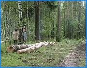 ></p><p class=c_tn></p><p class=c_tn>В ивановском парке имени 1905 года через девяносто девять лет после первой революции вновь неспокойно. В среду утром сотрудники милиции задержали двух рубщиков леса - буквально с поличным. И бензопила, и спиленные деревья - все улики были налицо. Через шесть часов задержанных отпустили - выяснилось, что это сотрудники парка. </p><p class=c_tn>Почему деревья пилят рано утром - этим вопросом в течение двух недель задавалась Альбина Александровна, жительница одного из соседних с парком домов. Второе сомнение - зачем так много и сразу. Альбина Среднёва звонила во все ответственные инстанции, чтобы получить ответ. Она хочет, чтобы парк жил и процветал. </p><p class=c_tn>«Здесь же и белочки живут, здесь и дятлы. И потом здесь школы, эта, 40-я, 64-я, на лыжах дети занимаются. Детям где? Детям негде будет. Поэтому я и обратилась в милицию», - объясняет Альбина Среднева.</p><p class=c_tn>Масштабы вырубок впечатляют. Утром на нескольких делянках милиционеры насчитали двадцать стволов. Уже обработанных, распиленых на одинаковые части. Но в дирекции парка заявляют, что ничего особенного не происходит.</p><p class=c_tn> «В парке производится санитарная чистка леса. Убираются ветровальные и больные деревья. Все это делается с согласования с административной комиссией администрации города Иваново. У нас есть много людей, которые очень переживают за парк. Всем этим людям мы объясняем: «Пожалуйста, успокойтесь, идет санитарная ежегодная чистка лесопарка», - сообщила директор парка им. 1905 года Наталья Пыльчикова.</p><p class=c_tn>Рано утром работы производят, чтобы не смущать посетителей парка. А документы и факты 11 августа проверяла специальная комиссия в составе сотрудников ОБЭП и экологов из ивановской мэрии. И вроде бы все в порядке. </p><p class=c_tn>«Сегодня все проверено, составлен акт, что все эти деревья, пораженные деревья, и убраны они совершенно законным образом», - говорит Наталья Пыльчикова. </p><p class=c_tn>Только одно сомнение остается после уверенных слов руководителя парка. Милиционеры заявляют, что проверка разрешительных документов не закончена и точку в этой истории ставить рановато. То, что деревья действительно больные и старые, должны еще подтвердить специалисты лесхоза. </p><p class=c_tn></p><p class=c_tn></p><p class=c_av>Сергей Хохлов</p>
	
		<div class=