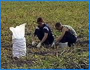 ></p><p class=c_tn>Уборка картофеля на полях области в разгаре. В этом году, по мнению аграриев, урожай обещает быть хорошим. Студенты жалуются на большой объем работы и усталость. О вкусе свежего картофеля  сказать ничего не могут - запекать картофель в углях прямо на месте работ уже не в моде.</p><p class=c_tn></p><p class=c_tn> Сейчас на полях опытно-учебного хозяйства работают почти двести студентов-первокурсников. За два дня с восьми гектаров собрали больше 130 тонн картофеля. В этом году площадь засаживаемых полей из-за дороговизны удобрений сократили больше, чем на треть. Однако на объемы урожая, уверяют аграрии, это не повлияет. </p><p class=c_tn> «Лето было, конечно, плохое, даже очень плохое. Сами знаете - все замочило. Но, тем не менее, - вон что-то получилось. Вот видите, пожалуйста. Но не весь естественно такой, но много, много», - говорит тракторист Алексей Пастухов.</p><p class=c_tn>Чтобы заработать денег, хотя бы на карманные расходы, надо трудиться в поте лица. Мешок собранной картошки - это 3 рубля 60 копеек. Обязательная дневная норма на человека - 20-30 таких мешков. У студентов с непривычки болят спина, ноги и руки. </p><p class=c_tn> «Устаем слишком, потому что приходишь домой, только поесть и спать сразу. И ни до чего, не до телевизора не до чего, - жалуются они, - Агроном на нас кричит. Вообще правильно, что кричит. Чтобы лучше работали. Картошку не оставлять. Даже мелкую - вот такую. Говорит, собирайте все. Потом - коровам, животным».</p><p class=c_tn>По словам аграриев, к концу уборочных работ число студентов значительно сокращается. Молодые люди идут на разные ухищрения, чтобы от картофельной кампании откосить.</p><p class=c_tn> «Если сейчас, на данный момент, сто восемьдесят студентов, то остается сто-сто двадцать - это постоянно. Кто справку, кто что достает. Справку там, больничный», - говорит бригадир по возделыванию пропашных культур Михаил Гасанов.</p><p class=c_tn>Около часа дня разворачивается полевая кухня. В меню - борщ, рис с мясом, компот. На шесть с половиной рублей ежедневно - даже не верится. Чтобы заработать на обед, надо собрать целых два мешка, шутят студенты.</p><p class=c_tn>Уборку картофеля аграрии планируют завершить через пол месяца, а может быть и раньше. Ведь с первого сентября работающих на поле станет в два раза больше. Убирать картофель будут еще и школьники. </p><p class=c_av>Олеся Чирко</p>
	
		<div class=