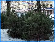></p><p class=c_tn>К теме новогодних праздников. Обязательный атрибут торжества - елка. В Иванове с каждым днем появляются все новые елочные базары. Зачастую елками торгуют прямо с колес. Сколько стоит лесная красавица и как выбрать ель, чтобы она радовала глаз как можно дольше, об этом - ниже.</p><p class=c_tn>Часть лесных красавиц, которыми изобилуют елочные базары, вовсе и не лесные. Они специально выращиваются для продажи в еловом питомнике одного из хозяйств Иванова. В этом году елку можно приобрести от 80 рублей (но лишь самую маленькую, высотой до одного метра). Чуть дороже метровые - 100 рублей. Большие пушистые красавицы обойдутся уже в иную сумму, на них цена договорная.</p><p class=c_tn>А самые привередливые покупатели могут заказать себе главный новогодний атрибут, его срубят и привезут прямо на дом или в офис, но это получится еще дороже. Цены на ели по сравнению с прошлым годом не изменились. Однако, видимо, не везде они будут одинаковыми. Администрация города разрешила продавать елки только возле Центрального торгового комплекса, на рынке Красная Талка и около торговых точек, принадлежащих совхозу декоративных культур. Следовательно, нелегальных мест продажи будет еще больше. Тем временем продавцы утверждают, что подорожания ближе к самому празднику не предвидится. </p><p class=c_tn>Продавцы советуют: чтобы елка радовала глаз как можно дольше, смотрите на цвет хвои. Чем она темнее, тем лучше. Такие ели растут в тени, значит, лучше приспособятся к условиям квартиры. Еще один важный момент - нижние ветки, так называемые скелетные, должны расти кверху, иначе красотка быстро развалится. Тогда особенно мучительны будут уборки. Именно поэтому некоторые ивановцы предпочитают искусственные елки.</p><p class=c_tn>Нашлись и такие люди, которые вообще не поддерживают традицию ставить в доме елку, а объясняют это так: «Иисус Христос никогда не ставил никакую елку и нам не велел этого».</p><p class=c_tn></p><p class=c_tn><b>Марина Четверткова</b></p>
	
		<div class=