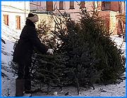 ></p><p class=c_tn>За неделю до праздника в Иванове начали продавать живые ели. Торговля развернулась около основных продовольственных рынков, на Кокуе и в других местах. </p><p class=c_tn>Предпочтения ивановцев в выборе новогодней елки по-прежнему расходятся. Одни покупатели ратуют за искусственную, считая ее более практичной. Но классика новогоднего жанра - живая ель - по сей день в моде. Людмила Крахмалева торгует елками у центрального рынка 4 год. Рядом - 3 конкурента. Но интереса к своей работе предпринимательница не потеряла. Говорит, в праздник и настроение у людей соответствующее. Поэтому и сама Людмила Васильевна нахваливает свой товар. </p><p class=c_tn>«Самые хорошие елки - это живые елки, которые растут в лесу. А что такое искусственная елка. Ни запаха, ничего. Даже бабушки собирают веточки, потому что оно лесное, живое», - сказала продавец елок Людмила Крахмалева. </p><p class=c_tn>Елок, срубленных без разрешительной документации, по заверению городского руководства, в Иванове нет. Все продаются легально. Правда, по сравнению с прошлым годом, цены значительно выросли. Скажем, елка высотой полтора метра обойдется в 150 рублей. Более редкий экспонат, голубую ель, предлагают за 500 рублей. Выше елка - выше и цена. У некоторых владельцев налажен упаковочный сервис. Ближе к новому году, надеются продавцы, торговля пойдет более оживленно. Люди хотят купить деревце посвежее, чтобы дольше стояло. </p><p class=c_tn></p><p class=c_av>Елена Бедяева</p>
	
		<div class=