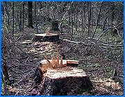 ></p><p class=c_tn>Незаконные вырубки леса в Ивановском районе приобрели угрожающие масштабы. Ивановцы сообщают, что особенно активно браконьеры развернули свою деятельность в районе аэродрома Северный. Нетронутые сосны и ели вдоль фурмановской трассы лишь создают видимость леса. Если заглянуть вглубь - буреломы сменяются начисто опустошёнными участками.</p><p class=c_tn>С «чёрными» дровосеками местные дачники столкнулись ещё 6 лет назад. Они вспоминают, как одним летним утром приехали на свои участки, и обнаружили целую гору спиленных деревьев. Следов от машины не было видно. Браконьеры вручную перетаскали несколько стволов через поле аэродрома Северный, на территорию которого, кстати, дачникам выходить запрещается. А для удобства построили мост через овраг. Из стволов елей. Этот факт крайне возмутил дачников, но как они говорят, тогда лес просто немножко подворовывали. В прошлом году вырубка приобрела угрожающие масштабы. </p><p class=c_tn>Браконьеры вывозят только корабельные сосны, а ели и берёзы вокруг валят, чтоб грузовой машине не чинили препятствия. Работают «черные» лесорубы только в зимнее время или по ночам. Но проблема, похоже, волнует только дачников. Люди говорят, что раньше пытались бороться: жаловались во всевозможные инстанции. А теперь боятся - за активную позицию, догадываются они, сожгли несколько дачных домиков. Женщина, у которой сгорела дача, согласившись на интервью, просила не показывать лица и не упоминать ее имени. </p><p class=c_tn>Между тем в ночь на субботу здесь были задержаны три человека, которые пилили деревья. Пока неизвестно насколько они причастны к масштабной вырубке. Возбуждено уголовное дело. Ведётся следствие. </p><p class=c_av>Ксения Доринова</p>									</div>
			</div>

			<div class=