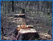 ></p><p class=c_tn>Незаконные вырубки леса в Ивановском районе приобрели угрожающие масштабы. Ивановцы сообщают, что особенно активно браконьеры развернули свою деятельность в районе аэродрома Северный. Нетронутые сосны и ели вдоль фурмановской трассы лишь создают видимость леса. Если заглянуть вглубь - буреломы сменяются начисто опустошёнными участками.</p><p class=c_tn>С «чёрными» дровосеками местные дачники столкнулись ещё 6 лет назад. Они вспоминают, как одним летним утром приехали на свои участки, и обнаружили целую гору спиленных деревьев. Следов от машины не было видно. Браконьеры вручную перетаскали несколько стволов через поле аэродрома Северный, на территорию которого, кстати, дачникам выходить запрещается. А для удобства построили мост через овраг. Из стволов елей. Этот факт крайне возмутил дачников, но как они говорят, тогда лес просто немножко подворовывали. В прошлом году вырубка приобрела угрожающие масштабы. </p><p class=c_tn>Браконьеры вывозят только корабельные сосны, а ели и берёзы вокруг валят, чтоб грузовой машине не чинили препятствия. Работают «черные» лесорубы только в зимнее время или по ночам. Но проблема, похоже, волнует только дачников. Люди говорят, что раньше пытались бороться: жаловались во всевозможные инстанции. А теперь боятся - за активную позицию, догадываются они, сожгли несколько дачных домиков. Женщина, у которой сгорела дача, согласившись на интервью, просила не показывать лица и не упоминать ее имени. </p><p class=c_tn>Между тем в ночь на субботу здесь были задержаны три человека, которые пилили деревья. Пока неизвестно насколько они причастны к масштабной вырубке. Возбуждено уголовное дело. Ведётся следствие. </p><p class=c_av>Ксения Доринова</p>
	
		<div class=