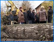 ></p><p class=c_tn>В Иванове стихийная акция протеста стала результатом очередного конфликта жителей Некрасовских улиц с руководством «Завода керамических изделий», расположенного по соседству. Причина - подъездная дорога к проходной, которую завод, по словам жителей, упорно не хочет привести в порядок. Вчера недовольные спилили дерево так, что оно перекрыло эту дорогу, а сегодня утром не давали его убрать. Чем старее конфликт, тем сложнее добраться до корней. Эта история тянется с 87 года, с тех пор, когда по решению горисполкома к заводу была проложена временная дорога. Временная - потому что проходит она между домами, что даже по советским понятиям было недопустимо. Но в результате недопустимое и временное тянется уже 20 лет. Жителей возмущает не шум, производимый самосвалами с глиной, а грязь, которую те распространяют вокруг себя. Основное средство борьбы - земляные валы вдоль дороги. То есть грязь - против грязи. </p><p class=c_tn>Завод, согласно постановлению городской думы, обязан следить за своими подъездными путями. Но сделать это предприятию не удается из-за бунтарских настроений жителей, которые с недавних пор объединились в товарищество.  </p><p class=c_tn>«Вот эти валы на обочине они создают специально, чтобы вода с дороги, когда идут дожди, не уходила к их домам. И когда мы начинаем вот эти валы убирать, даже летом грейдер нанимали, заказывали, чтобы эти валы срезать и вывезти этот мусор с дороги, они вот буквально легли поперек. Они не дали нам возможности эти валы, эту грязь убрать. Плюс ко всему, они регулярно бросают доски с гвоздями, бьют бутылки, чтобы всячески затруднить проезд машин или помешать любым мероприятиям, которые касаются уборки обочин», - говорит  исполнительный директор ООО «Завод керамических изделий» Ольга Белолапова.</p><p class=c_tn>Поводом к очередной вспышке праведного народного гнева стала последняя попытка заводчан навести порядок. </p><p class=c_tn>«Пришли чистить дорогу, и стали эту грязь всю скидывать нам во дворы. Жители вышли, меня дома не было. Я попозже вышла, последняя капля терпения», - рассказывает председатель ТОС «Некрасовский» Надежда Шакмаева.</p><p class=c_tn>Общий язык заводчанам и их соседям найти никак не удается, но в последнее время у жителей прилегающих улиц с подачи ивановской мэрии появилась маленькая надежда. </p><p class=c_tn>Казалось бы, жителям Некрасовских улиц осталось терпеть недолго. Ведь завод стоит в генеральном плане в списках на перенос на окраину города. Однако на заводе говорят, что никаких официальных уведомлений по этому поводу не получали. </p><p class=c_tn>Сегодняшний скандал закончился приездом наряда милиции и представителей Росприроднадзора. Однако виновных в уничтожении дерева найти не удалось. Остатки дерева были убраны с дороги, люди разошлись по домам.</p><p class=c_av>Сергей Хохлов</p>
	
		<div class=