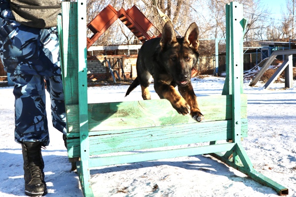 Щенок Вьюга.jpg Щенок Вьюга.jpg
