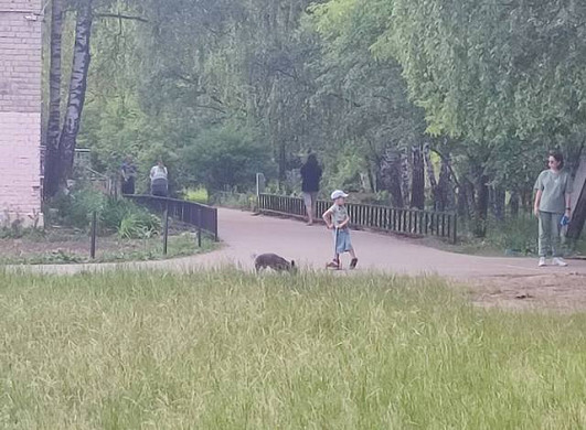 В Иванове домашняя собака укусила на улице ребенка