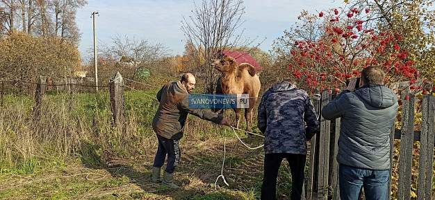 Сбежавшего с фермы верблюда поймали