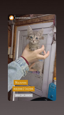 Ивановский приют для животных заполонили котята
