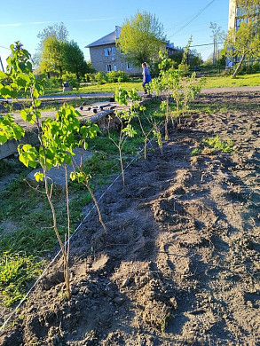 Предприниматели Комсомольска заложили новую аллею в городе 
