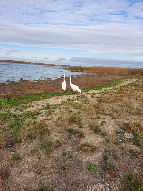 Самка стерха, рожденная в ивановском зоопарке, создала семью