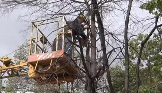 В Богородском будут сносить зеленые насаждения