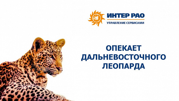 Дальневосточного леопарда из ивановского зоопарка взяли под опеку