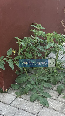 В центре Иванова из тротуарной плитки выросли помидоры