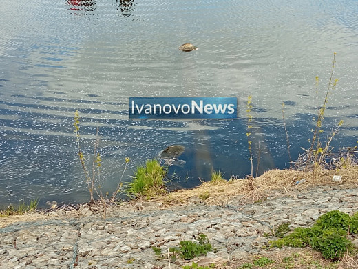 Трупы всплывших в Уводи собак вытащили и увезли на исследование причин гибели животных