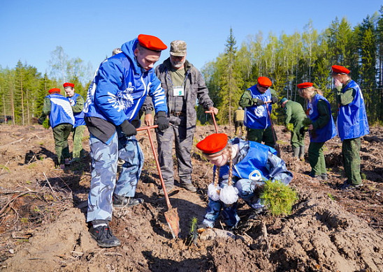  В Ивановской области в память о погибших в годы Великой Отечественной войны высадят полмиллиона деревьев 
