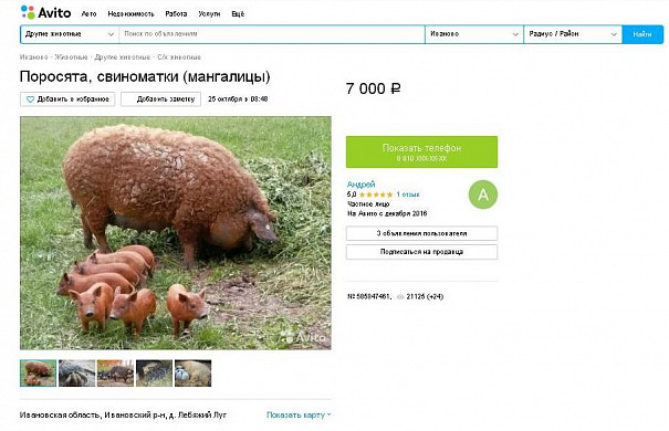 В Лебяжьем Лугу сожгли почти 100 свиней