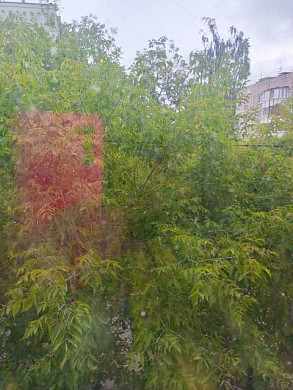 Из-за высоких деревьев на ул. 2-я Ефимовская в квартирах темно