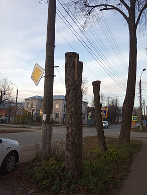 В Шуе горожане возмущены варварским кронированием 