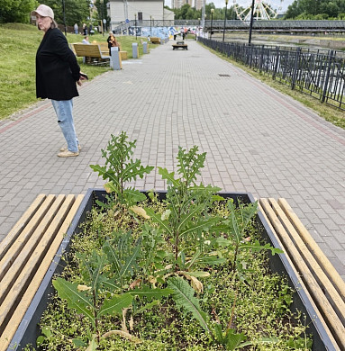 В Иванове на набережной в клумбах выращивают осот и мокрицу