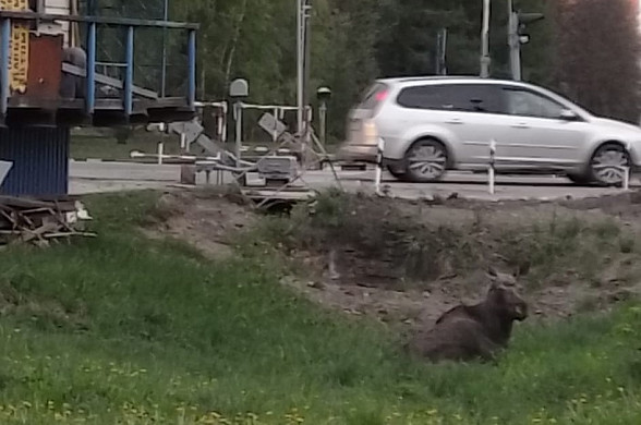 В Иванове замечен лось со сломанной ногой