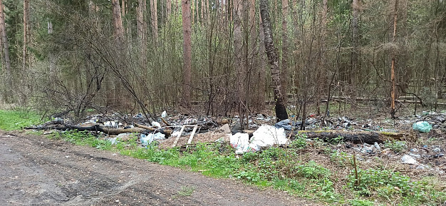 В Ивановской области в лесу обнаружили страшного зайца-гиганта