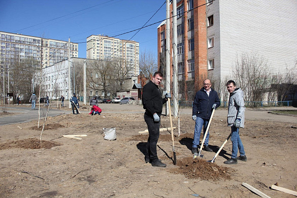 В Педагогическом сквере Иванова высадили 30 берез и кленов