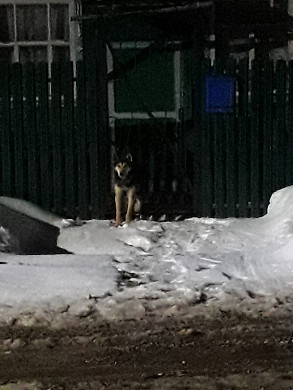 В Заволжске пожарные спасли застрявшего в калитке пса 