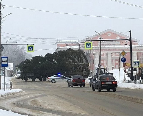  На главной площади города Тейково установят живую елку 
