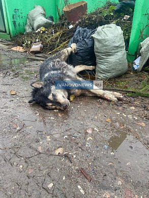 В Иванове ищут хозяев жестоко убитой хаски