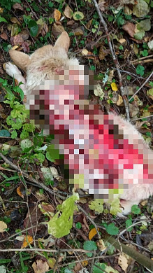 В Палехе с собаки сняли шкуру