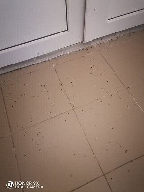  В Ивановской области детский сад заполонили мухи 