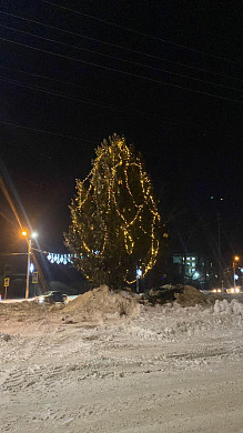  Упавшую шуйскую елку восстановили 