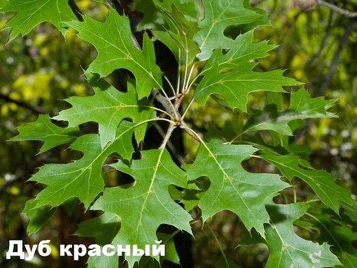  Ивановцам предлагают выбрать деревья для городских улиц 