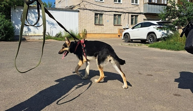 Жильцы, которые удерживали истощенную собаку на балконе, все-таки отдали пса