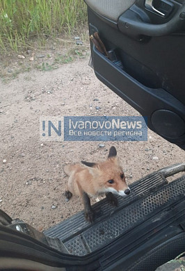 В Ильинском районе семейка лис останавливает машины и клянчит еду