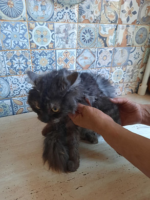В Мариуполе ивановцы спасают брошенных животных 
