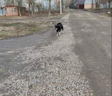 Брошенной хозяевами собаке нужна помощь