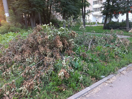 В Иванове не убирают спиленные ветки