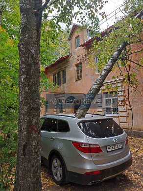  В Иванове жителям пришлось за свой счет убирать с автомобиля рухнувшее дерево 