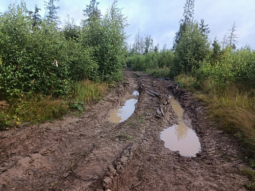  В Ивановской области в лесу нашли тело пропавшего грибника 
