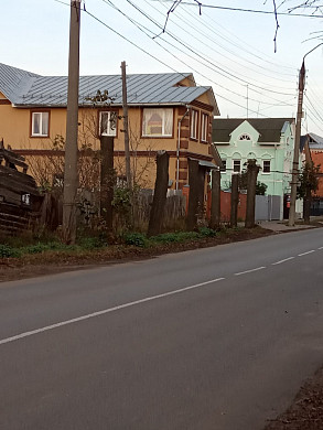В Шуе горожане возмущены варварским кронированием 