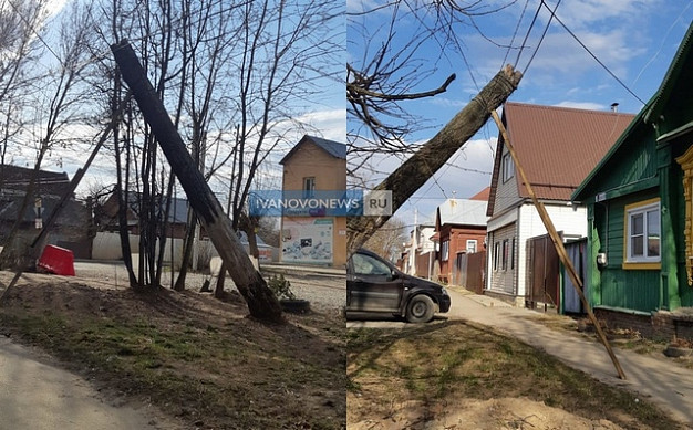 В Кохме засохшее дерево накренилось на 45 градусов и готово упасть на жителей