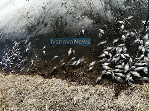 На канале Волга-Уводь в районе Погоста произошел массовый мор рыбы