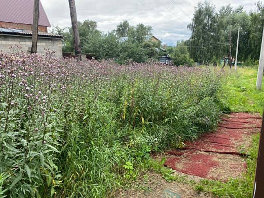 Одна из улиц в Сосневе заросла травой
