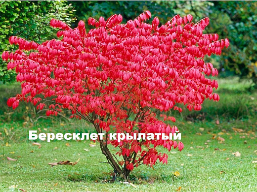 Ивановцам предлагают выбрать кустарники для озеленения города