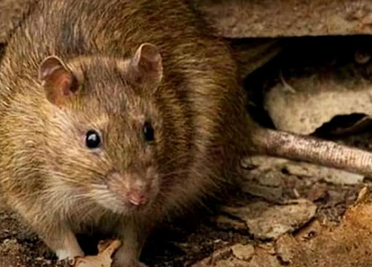 В многострадальном доме  с крысами в Иванове  сменилась очередная УК
