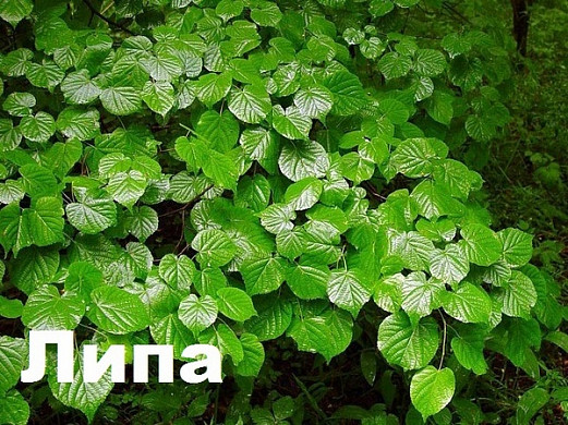  Ивановцам предлагают выбрать деревья для городских улиц 